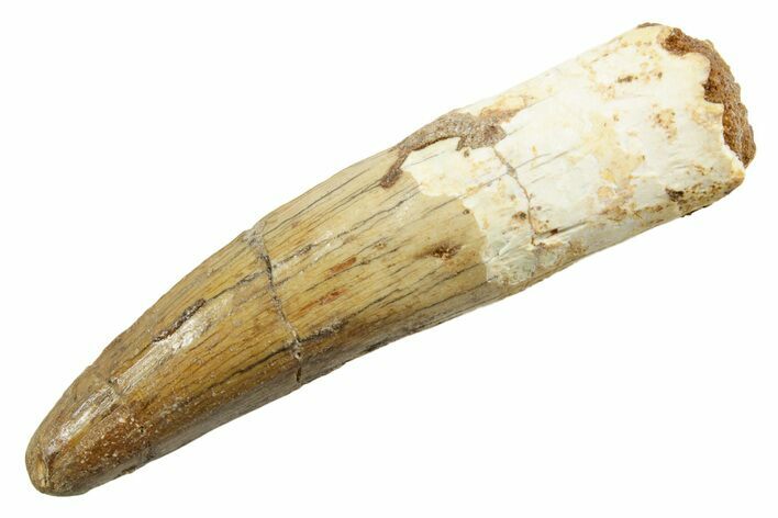Fossil Spinosaurus Tooth - Real Dinosaur Tooth #362836
